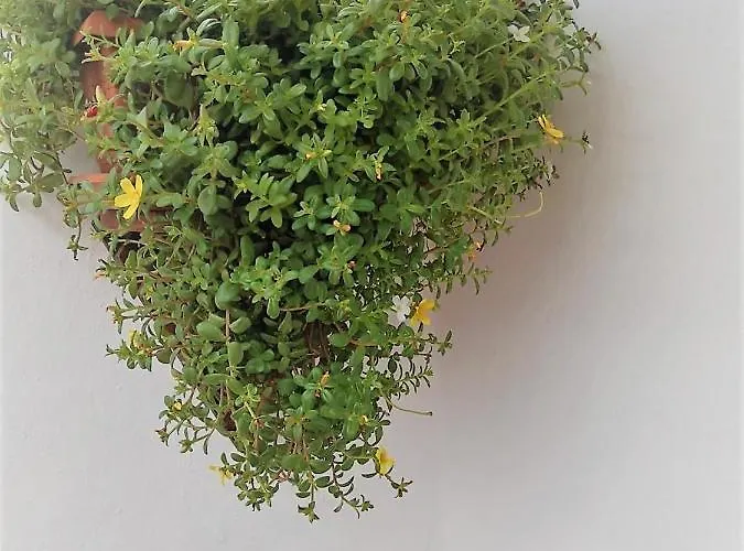 Apartamento Budda House Puerto Del Carmen. Tías