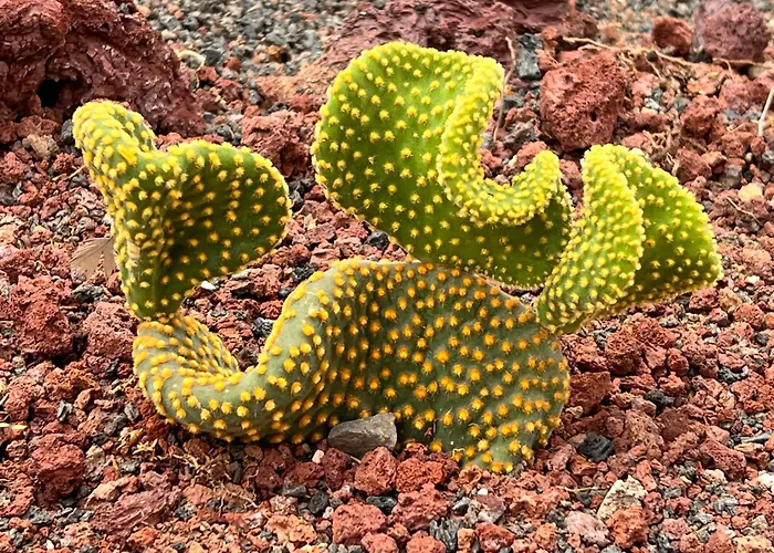 Budda House Puerto Del Carmen. Apartamento Tías